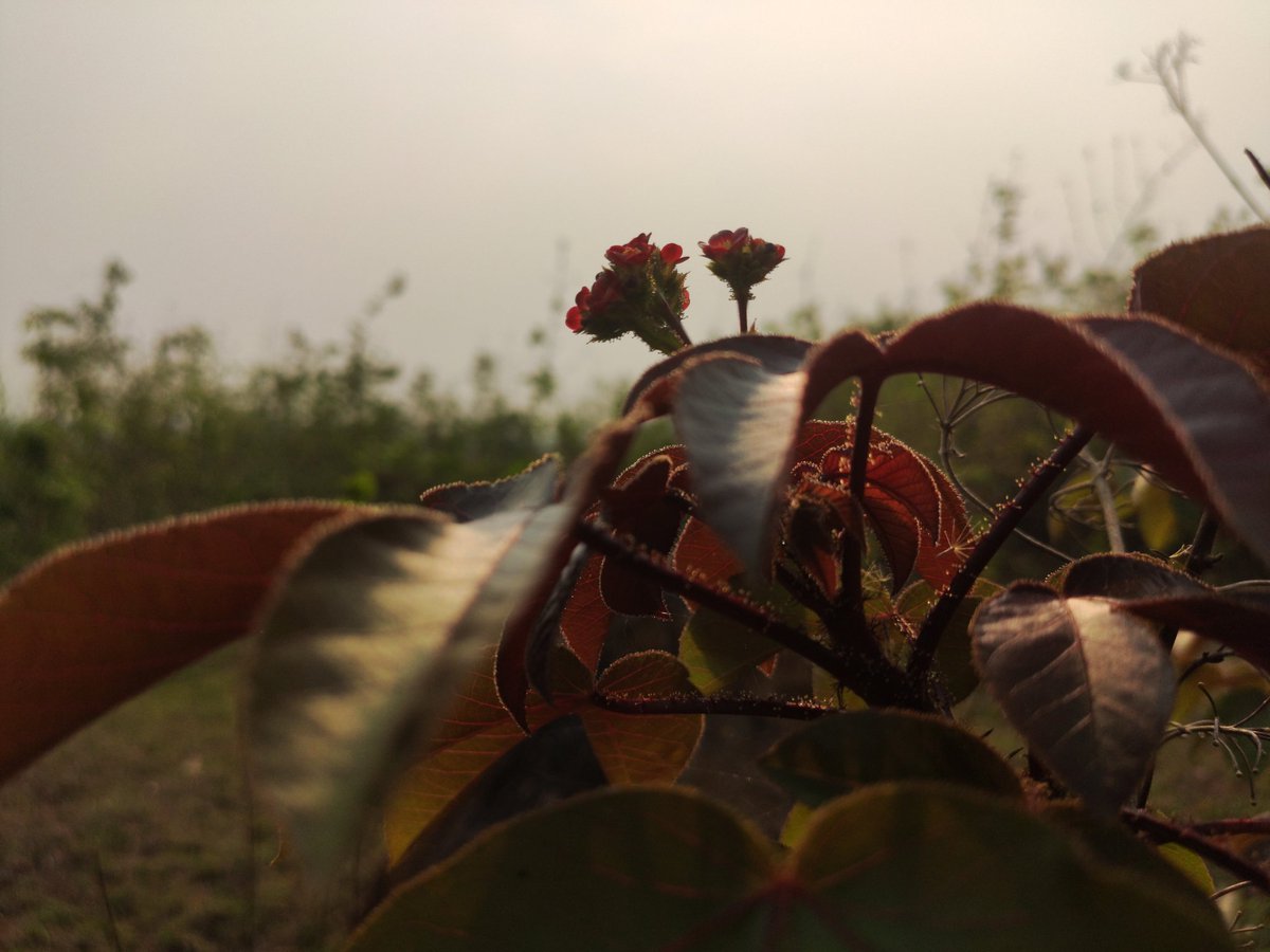 ideepakranjan's tweet photo. Morning clicks🌾 https://t.co/xE9jQpkrJX