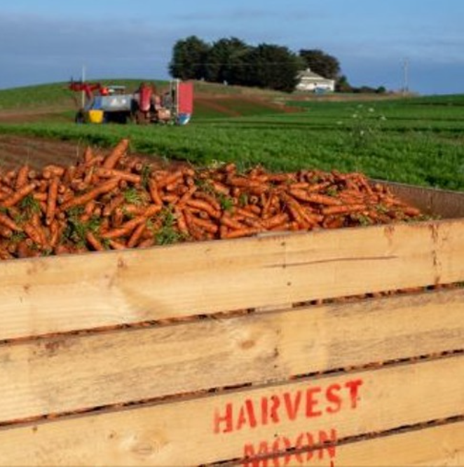 Throwback to 2019 when we spoke to Tas #veg grower Harvest Moon to find out how they're using cover crops to protect &amp; improve their soil. We also spoke to other growers to explore cover cropping more generally.
🔊 Listen to the 4-part series: bit.ly/3KJDoA3
<a href="/SoilWealth/">SoilWealth</a>