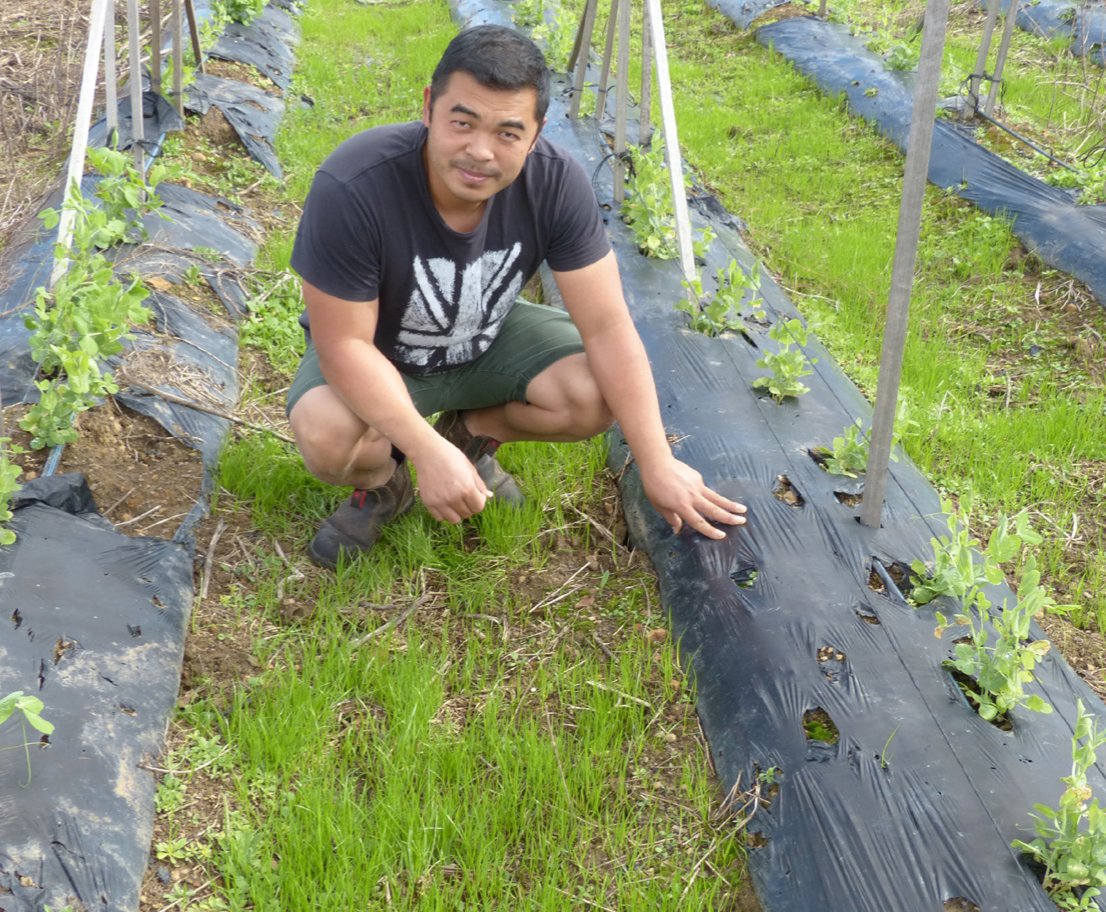 Sydney Basin #veg grower Kim Ngov used a ryegrass cover crop in the inter-row areas of his snow pea crops to stop weeds &amp; improve soil health without using plastic mulch. 
🌱Read his story in this case study: bit.ly/3L3OUaV
<a href="/SoilWealth/">SoilWealth</a> <a href="/Hort_Au/">Hort Innovation</a> <a href="/AUSVEG/">AUSVEG</a>