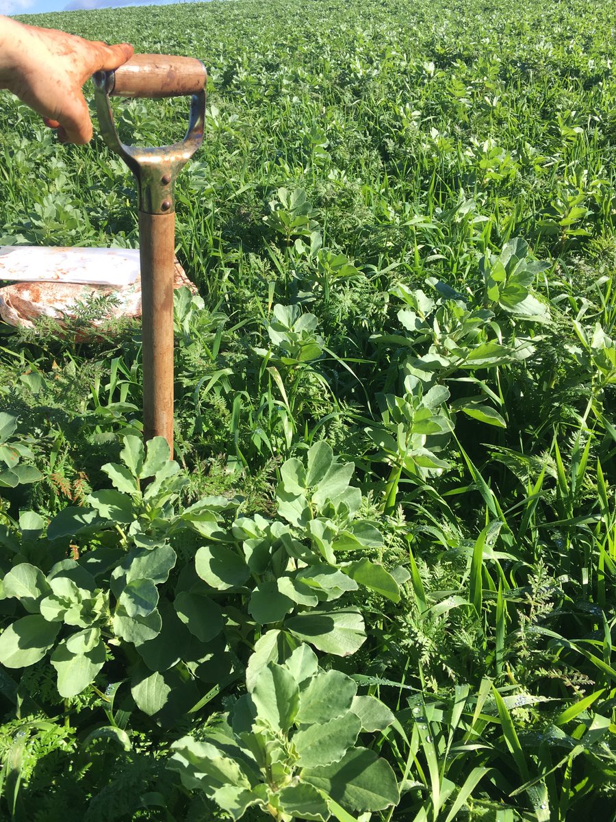 A trial of mixed cover crops before planting #potatoes provided plenty of learnings for Tas #veg growers Rebecca Addison &amp; Yuri Wolfert. 
🔊Hear more in this 14-min podcast: bit.ly/3KK5LhN
➡️Find out the trial results: bit.ly/40ekY07
<a href="/SoilWealth/">SoilWealth</a> <a href="/VegNET_Tas/">VegNET Tasmania</a>