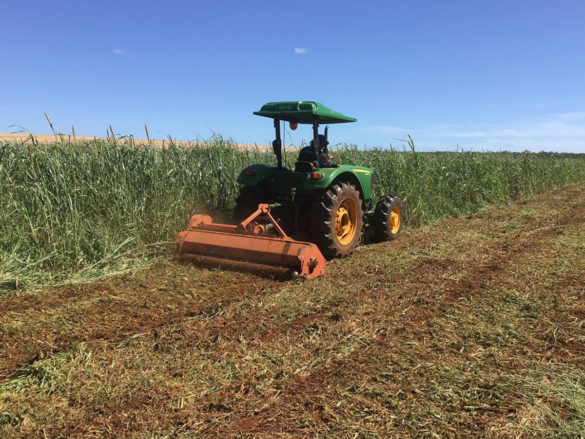 Revisit the results of a 2020 trial from Katherine, NT which put cover crops to the test for #cucurbit growers. Check out this article to find out how the sunn hemp &amp; pearl millet cover crops performed:
soilwealth.com.au/resources/case…
<a href="/SoilWealth/">SoilWealth</a> <a href="/NTFarmers/">NTFarmers</a>