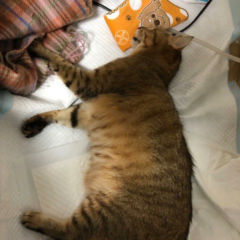 mds_sanso's tweet photo. 本日はもともち動物病院さん、ピッポアニマルクリニックさんからご依頼いただき、ネコちゃん宅とウサギさん宅に自宅deさんその設置に伺いました❗#自宅deさんそ　#ペット用酸素　#もともち動物病院　#ピッポアニマルクリニック　#メディカルサイエンス https://t.co/8y4AIFd5EP
