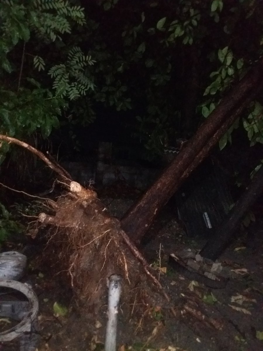 LisethEsquivel's tweet photo. ¡¡Ayuda por favor!! @PROCIVILSV @AlcaldaMejican1 @AESElSalvador  enfrente de mi casa se han caído 2 Árboles y están colgando en los cables, ahí se han detenido, FAVOR DE VENIR A AYUDAR!!! URGENTE!!! https://t.co/KEHJYwoVPm