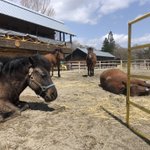 ひるがのホープロッジ ひるがの高原 木曽馬牧場のツイート画像