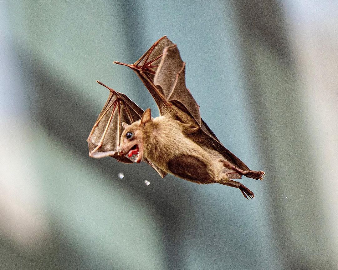 #BatAppreciationDay
#SaveTheBats
#BatsAreAwesome
#BatsOfInstagram
#BatConservation
#ProtectOurBats
#BatLoversUnite
#Ecoheroes
#WildlifeConservation
#EcosystemBalance Bats are essential to our ecosystem as they help control insect populations, pollinate plants, and disperse seeds.