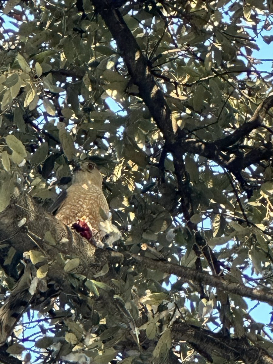 fuckingposer_'s tweet photo. this hawk was munchinnnn’ https://t.co/lqn5c7ENsV