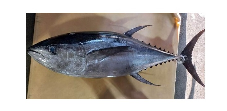 Lachlan Fetterplace tweet media