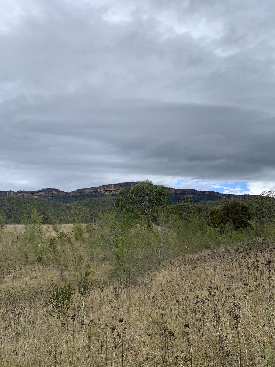 dr_cairns's tweet image. For a #labscientist I’ve been getting out in the field quite a bit lately! I love #citizenscience and #onground conservation, especially with Traditional Owners.