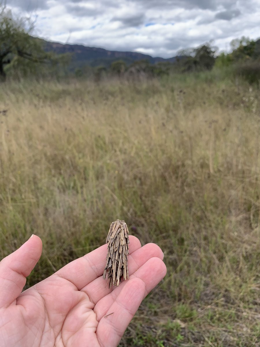 dr_cairns's tweet image. For a #labscientist I’ve been getting out in the field quite a bit lately! I love #citizenscience and #onground conservation, especially with Traditional Owners.