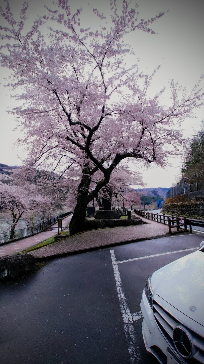 hpg_iden's tweet photo. 満開では、初めて。

#荘川桜 https://t.co/fHGzZeIGj6