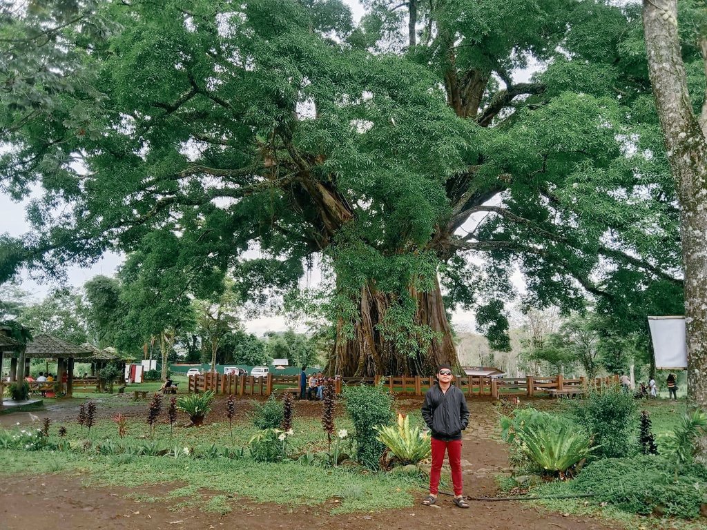 Gheorj_123's tweet photo. #centurytree https://t.co/nUZ3EVNdPc
