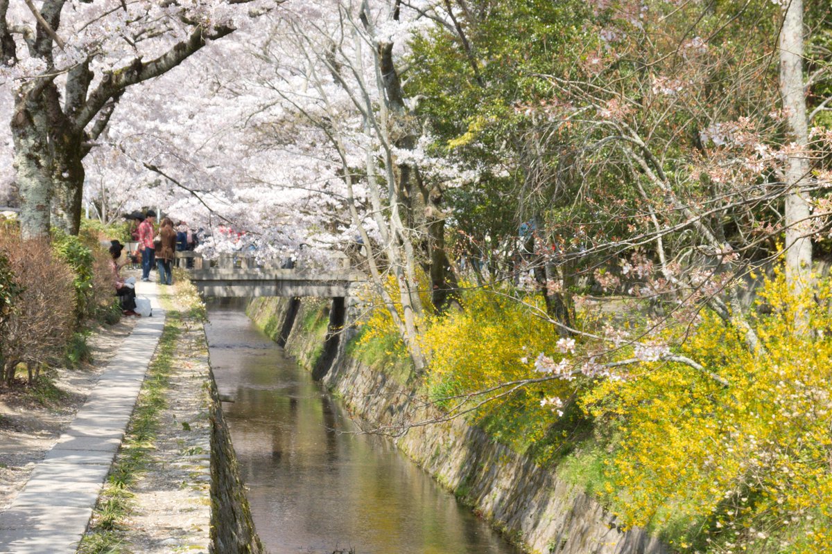 camelliakyoto's tweet photo. First opened in 1890 (lengthened in 1912), the irrigation channel that the Philosopher's Path follows is fed by water from the Lake Biwa Canal.
The 2km course (which takes about 30 minutes to walk) is lined with over 500 sakura trees.

#Kyoto #PhilosophersPath #京都 #桜 #sakura https://t.co/tFo5raU9sb