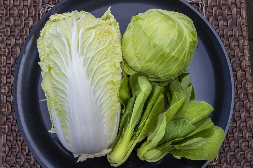 #Todaynews #Health #articles #Healthyfood #Cabbages Reduce the Risk of #MitochondrialDysfunction Induced by Oxidative Stress kylejnorton.blogspot.com/2023/04/hyfood…