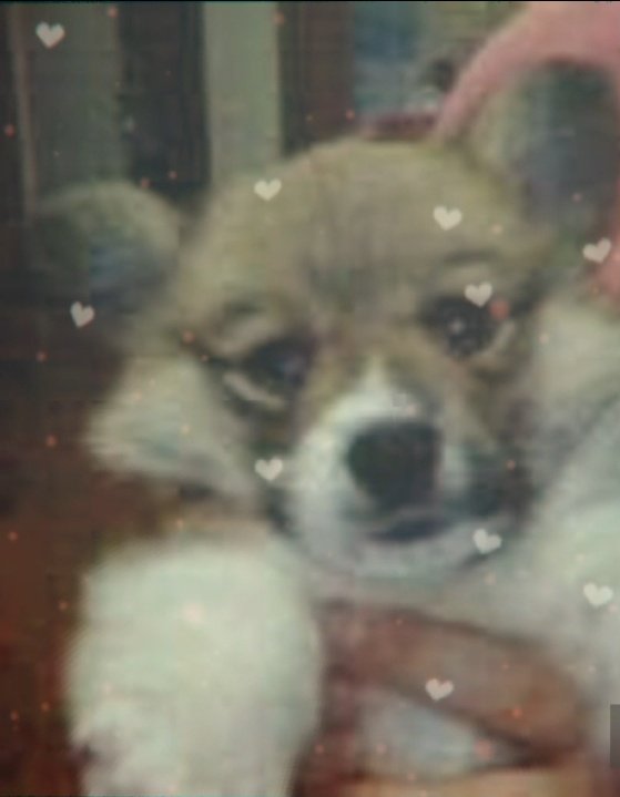 2006.4月予約した男の子を
迎えに行ったら女の子が待って
いた。店員さんのミスで出会った
もーちゃんと私たち。うちに
来てくれてありがとう。ずっと
ずっと大好きだよ。
＃お空組うちの子記念日