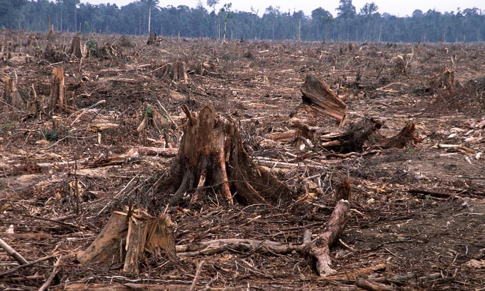 Dennis_Porter_'s tweet photo. The devastating impact of the @nytimes continuing to cut down forests so they can print “news”. https://t.co/ywtnSgH7fM
