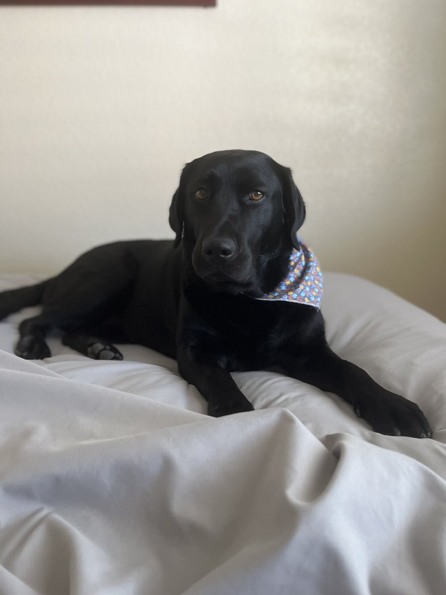 lauralfish's tweet photo. My rescue ❤️ https://t.co/ZylNcJ6xic