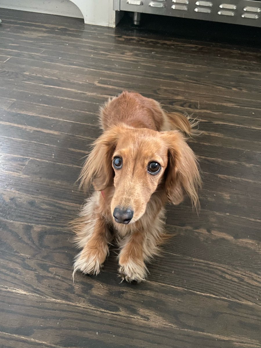 If you see this tweet, quote tweet it with the most recent photo you took of your pet. No cheating.