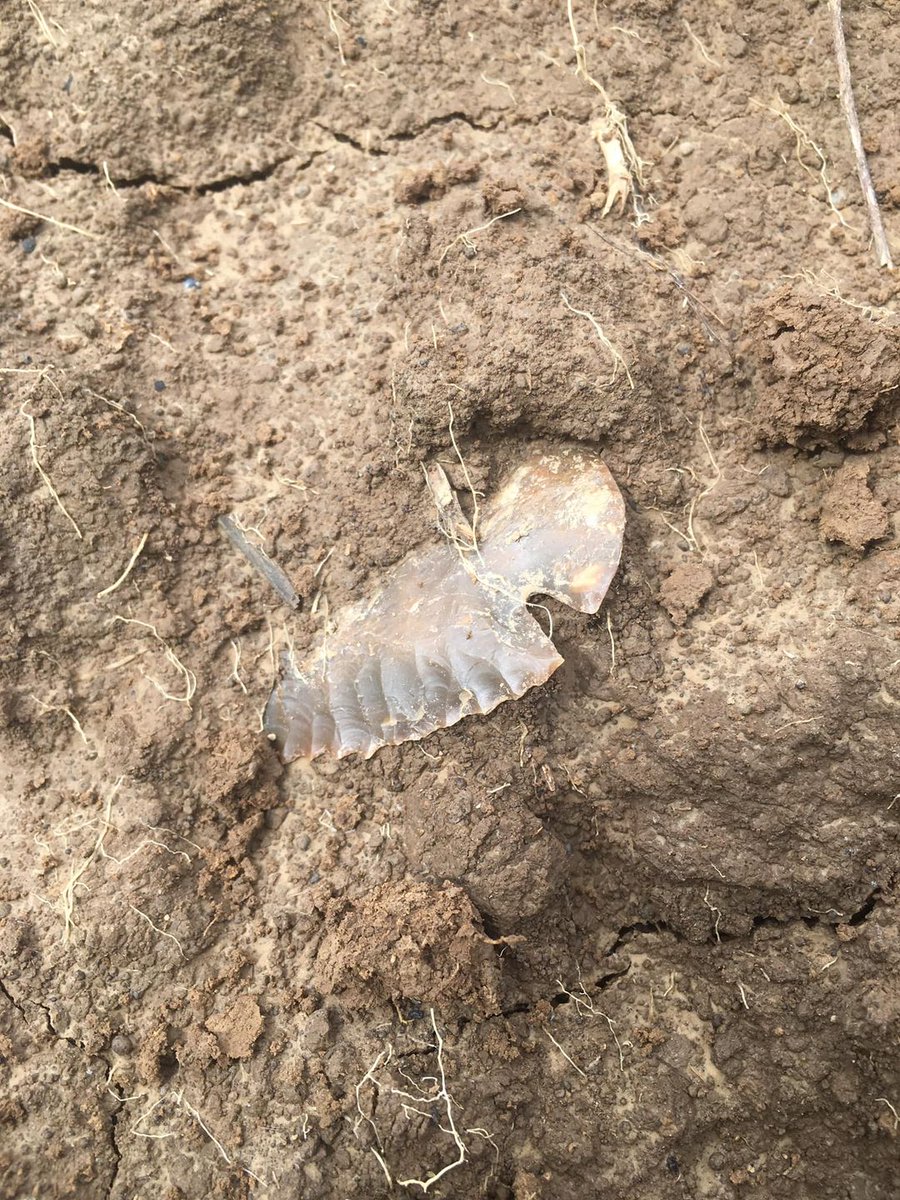 ScottEnlow's tweet image. If you live out in the country you should be paying attention to what is underfoot as you walk over freshly disturbed ground, especially after a heavy rain. You just never know what you are going to find. 
Photo: Michael Wilson - Kentucky
#arrowheads