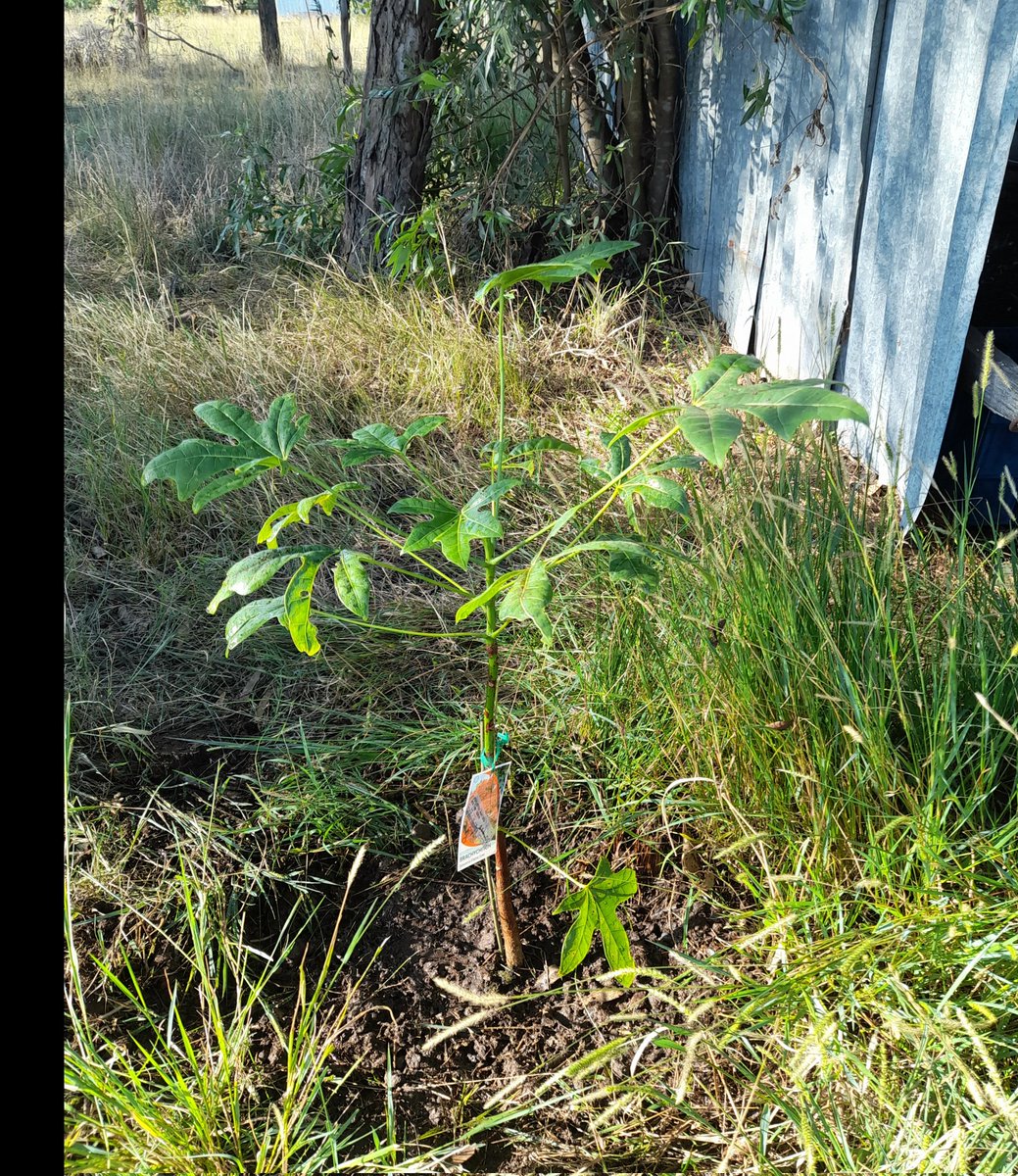 LouiseS81418075's tweet photo. Week 9:Tree 9= an #illawarraflametree planted at the corner of our shed in our native park at #Appletree #atreeaweek #tree9 #2023goals #nofilter #tree188 #week165 #2020goals @EarthshotPrize #renewableenergy #climatechangeisreal #nonewcoalmines #Sustainability #wonnaruacountry https://t.co/BQpJZ3z5Lu