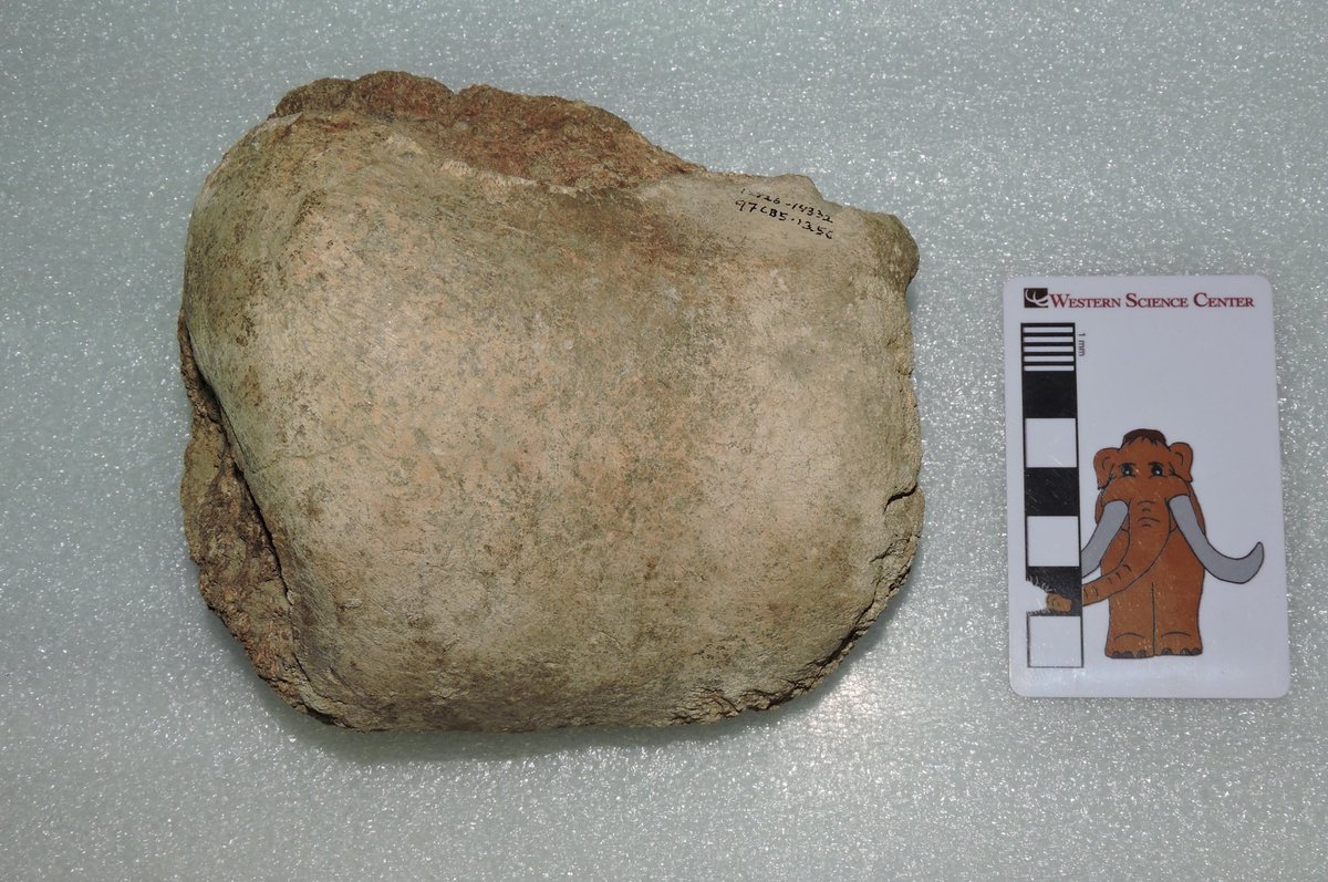 Max Mastodon (@maxmastodon) on Twitter photo A Pacific #mastodon right astragalus (ankle bone) from Hemet, California. <a href="/WesternCenter/">Western Science Center</a> collection. #DailyMastodon #paleontology #fossil A Pacific #mastodon right astragalus (ankle bone) from Hemet, California. <a href="/WesternCenter/">Western Science Center</a> collection. #DailyMastodon #paleontology #fossil