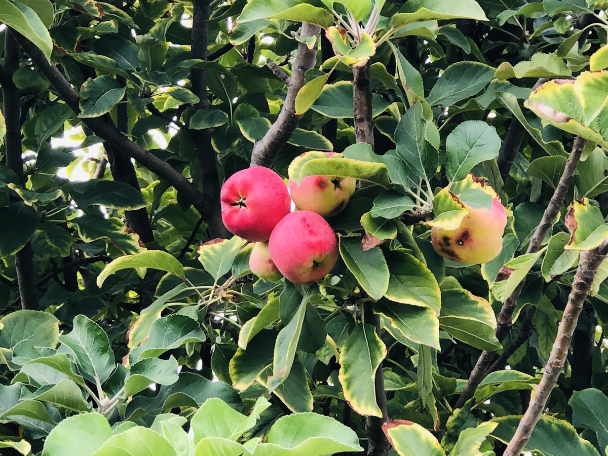 SaiNavu's tweet photo. It’s fruiting season. Adding colours to the world. Great is thy faithfulness. #BlessedAssurance  #Thankful  #positivemindset #naturelovers https://t.co/jRJ0OYTo8x