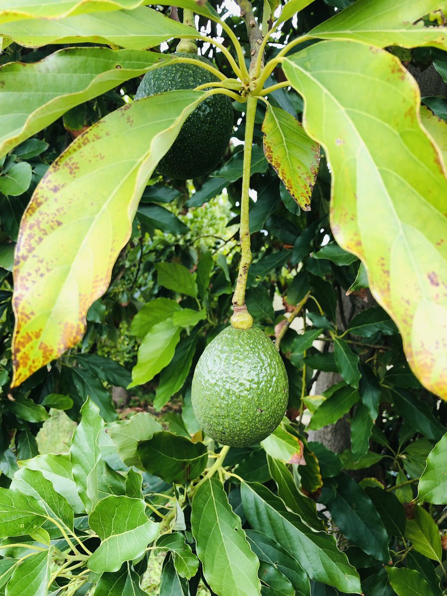 SaiNavu's tweet photo. It’s fruiting season. Adding colours to the world. Great is thy faithfulness. #BlessedAssurance  #Thankful  #positivemindset #naturelovers https://t.co/jRJ0OYTo8x