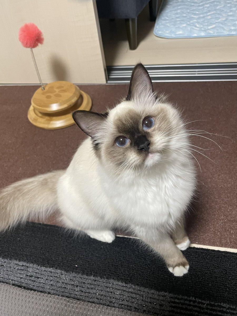 runa_ragdoll's tweet photo. おはよ〜🐾
週初めなのにゃ！
寒暖差あるから身体に気をつけて
お仕事頑張ってなのにゃ🐱

#ラグドール　#ねこのいる生活 
#猫がいる暮らし 
#猫好きさんと繋がりたい https://t.co/fRBm1Aveb3