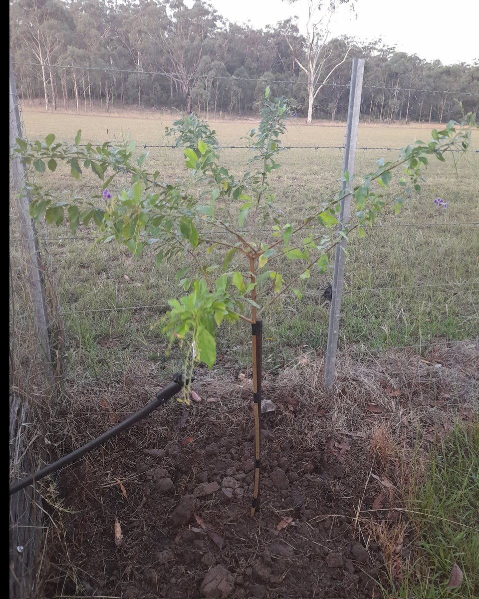 LouiseS81418075's tweet photo. Week 10:Tree 10= a #geishagirl #durantaerecta planted to help attract bees at the corner of our vegie patch here at #Appletree #atreeaweek #tree10 #2023goals #lovetrees #nofilter #tree189 #week166 #2020goals @EarthshotPrize #climatechangeisreal #Sustainability #wonnaruacountry https://t.co/CoEMMXO2ZM