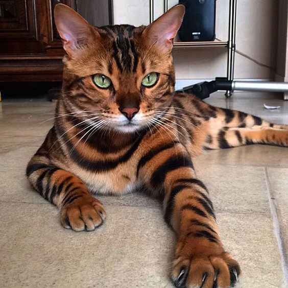 garylodge114's tweet photo. Se ve en sus ojos, es majestuoso. A Thor el gato no le falta detalle, tiene de todo para ser una estrella https://t.co/uQ9qgFFWb2