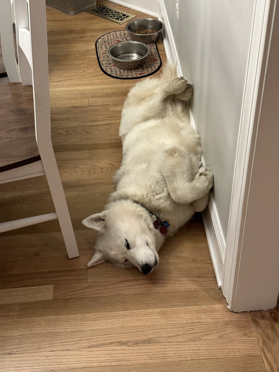 If you see this, QT w/ the most recent photo you took of your pet.