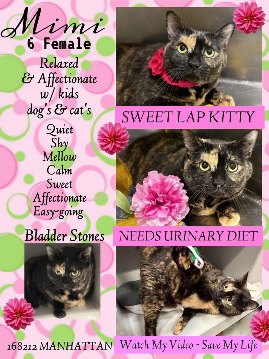 ngremmy's tweet photo. 🆘 #URGENT #NYC #NYCACC #CATS  gorgeous tortie MIMI was abandoned for needing vet care.  💔

She is on the “emergency placement” list and needs foster/rescue/adopter by 4/18 @ NOON.  RT-adopt-foster! #TeamKittySOS #AdoptDontShop #CatsOfTwitter #cutecats 

https://t.co/kessOx7gFD https://t.co/sOZgMQ9XN0