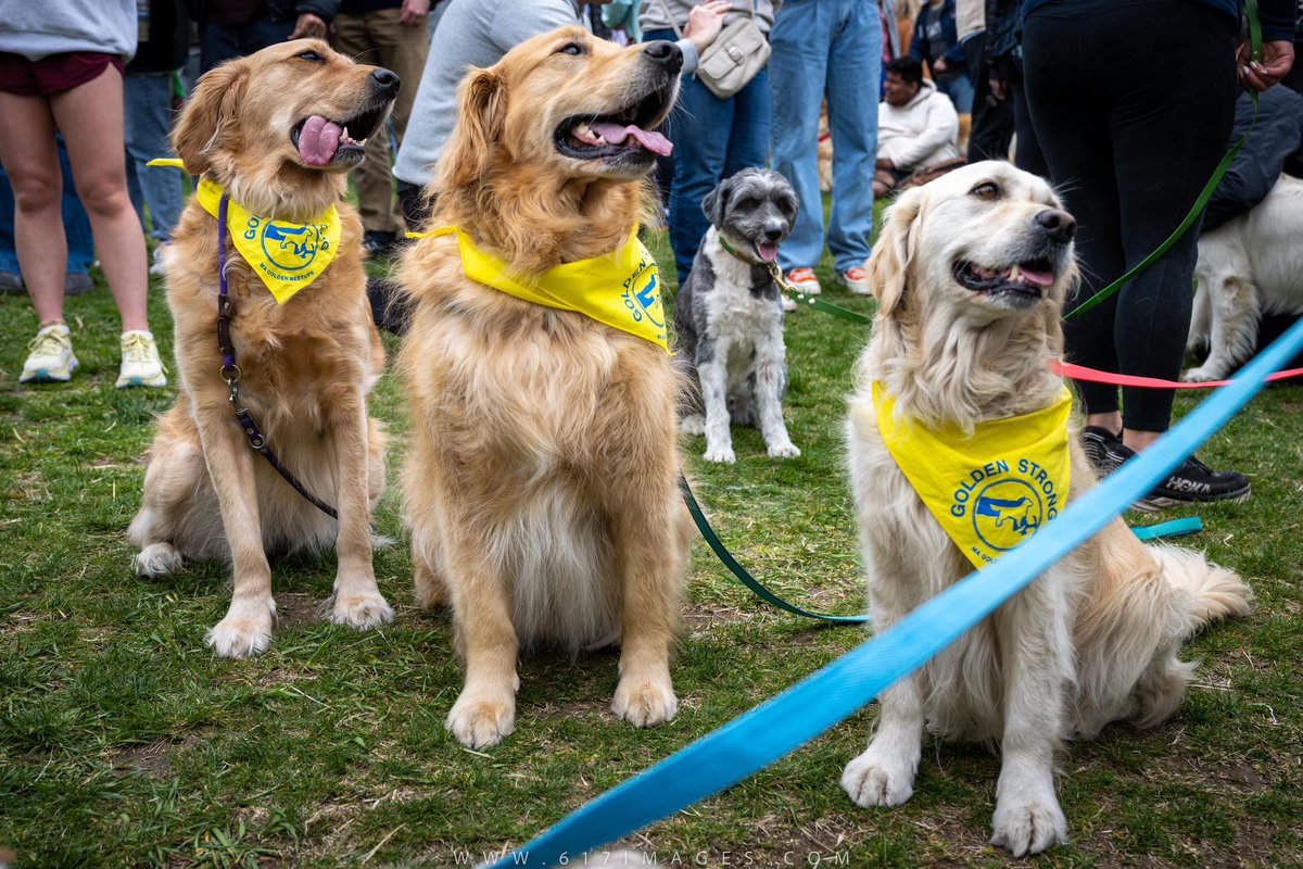 PHOTOS: The day before the #BostonMarathon, hundreds of Golden Retrievers & their humans gathered to honor famous marathon Goldens. 

Full story & photos: bit.ly/goldenshonor

#boston127 #bostonstrong #boston