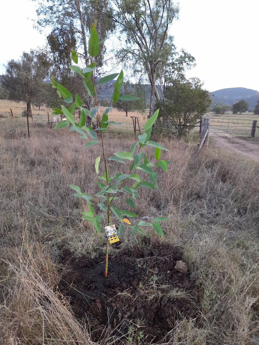 Week 11: Tree 11 = a #swampmahogany from @bunnings  planted near #grandadsgrove here at #Appletree #atreeaweek #tree11 #2023goals #lovetrees #nofilter #tree190 #week167 #2020goals @EarthshotPrize #renewableenergy #noplanetb #Sustainability #upperhuntervalley    #wonnaruacountry