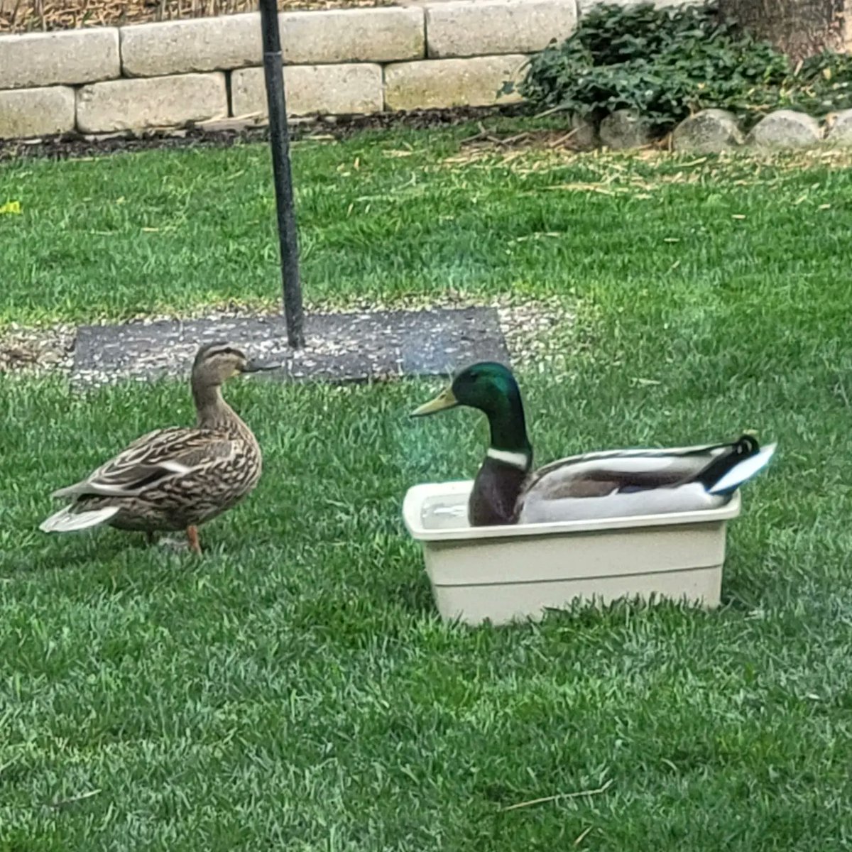 Ingrid Mitchell tweet media