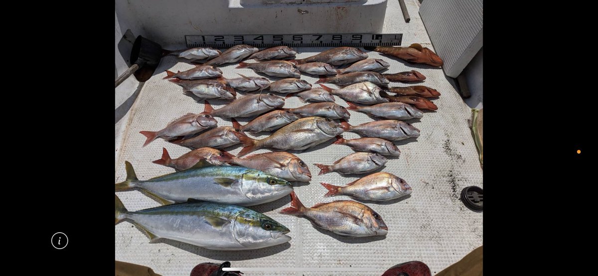 カタクチイワシがかなりはいってきたみたいやから仕事前に釣りした
青物まで混ざってぼりぼり釣れた
さぁて、近所のじじいとばあちゃんに配るか
そろそろ青物と軟体生物の季節
釣るぞ