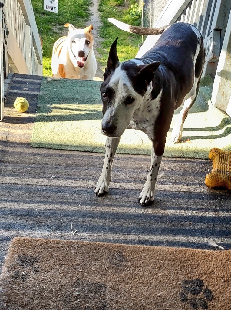 bonnie blue ♀ on Twitter "Bonnie did not want to come out back with us