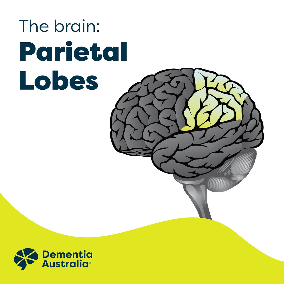 DementiaAus's tweet photo. Today we are exploring the parietal lobes. Our parietal lobes help us to: pay attention, be sensitive to sounds, touch, taste and temperature, read and write. Find out more about the different parts of the brain:  https://t.co/oYkAVj59Kh https://t.co/dCg2j9aIyo