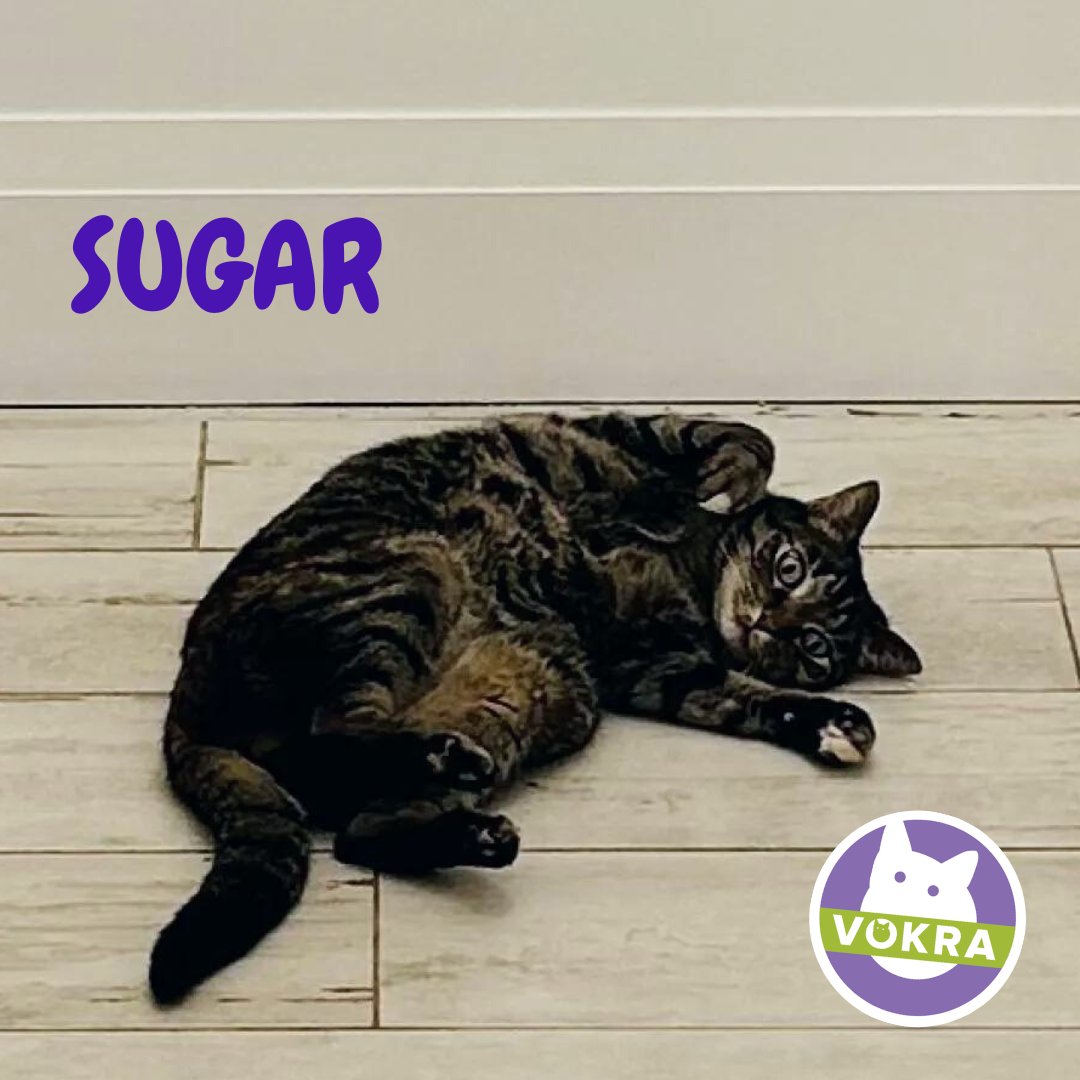 VOKRA - Vancouver Orphan Kitten Rescue Association tweet media