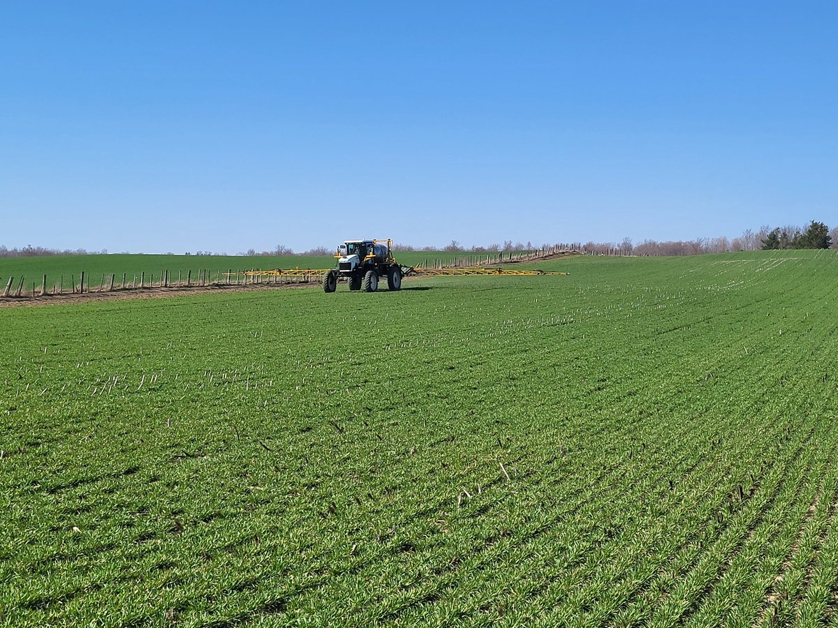 Few shots of this past weeks action. Feeding the wheat and raking/picking stones