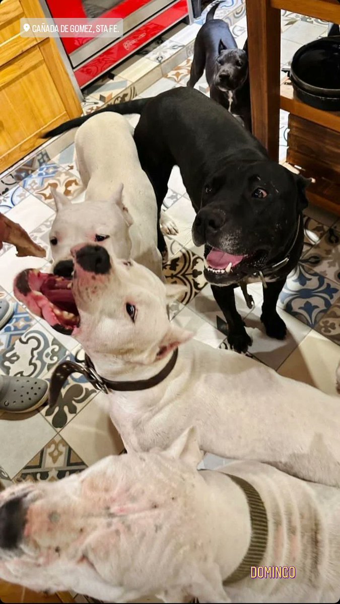 Dominguito con ellos #doglove