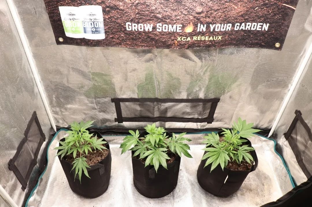 #repost from @xcareseaux

UF2000, 100W &amp; Upgrade driver
🌱$39.99 in amazon.com/unitfarm🌱
🌱CS$59.99 in amazon.ca/unitfarm🌱

#ledgrow #ledgrown #ledgrowlights #ledgrowlight #ledplantlight #ledgrowlightbar #lm301h #growlights #growlight #growlighting #spacesaver