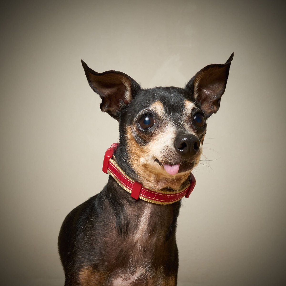 That face when the #LOVEISBLINDreunion is having trouble playing the live recording and you’ve been clicking buttons for an hour to see if anything changes. 🥺 #rescue #adopt #LoveisBlind4