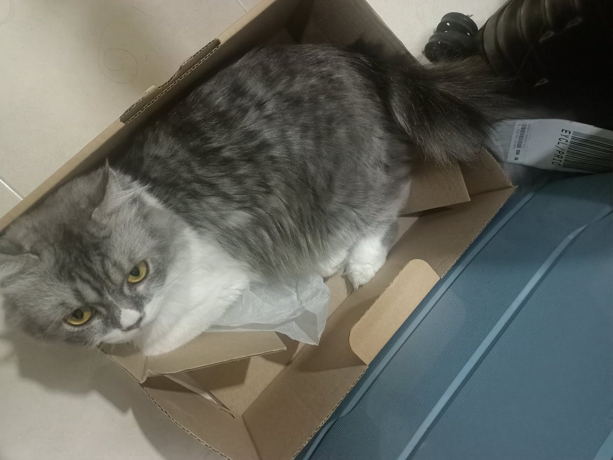 Amier_Zaky's tweet photo. We bought you cushions, mats, and rugs. We let you use the chair, the table and the bed. But your cat ass had to go for the box you barely fit in ? Now my wife wont let me throw the box out 🙃
#catowner #cats https://t.co/zfAnY9QVHh