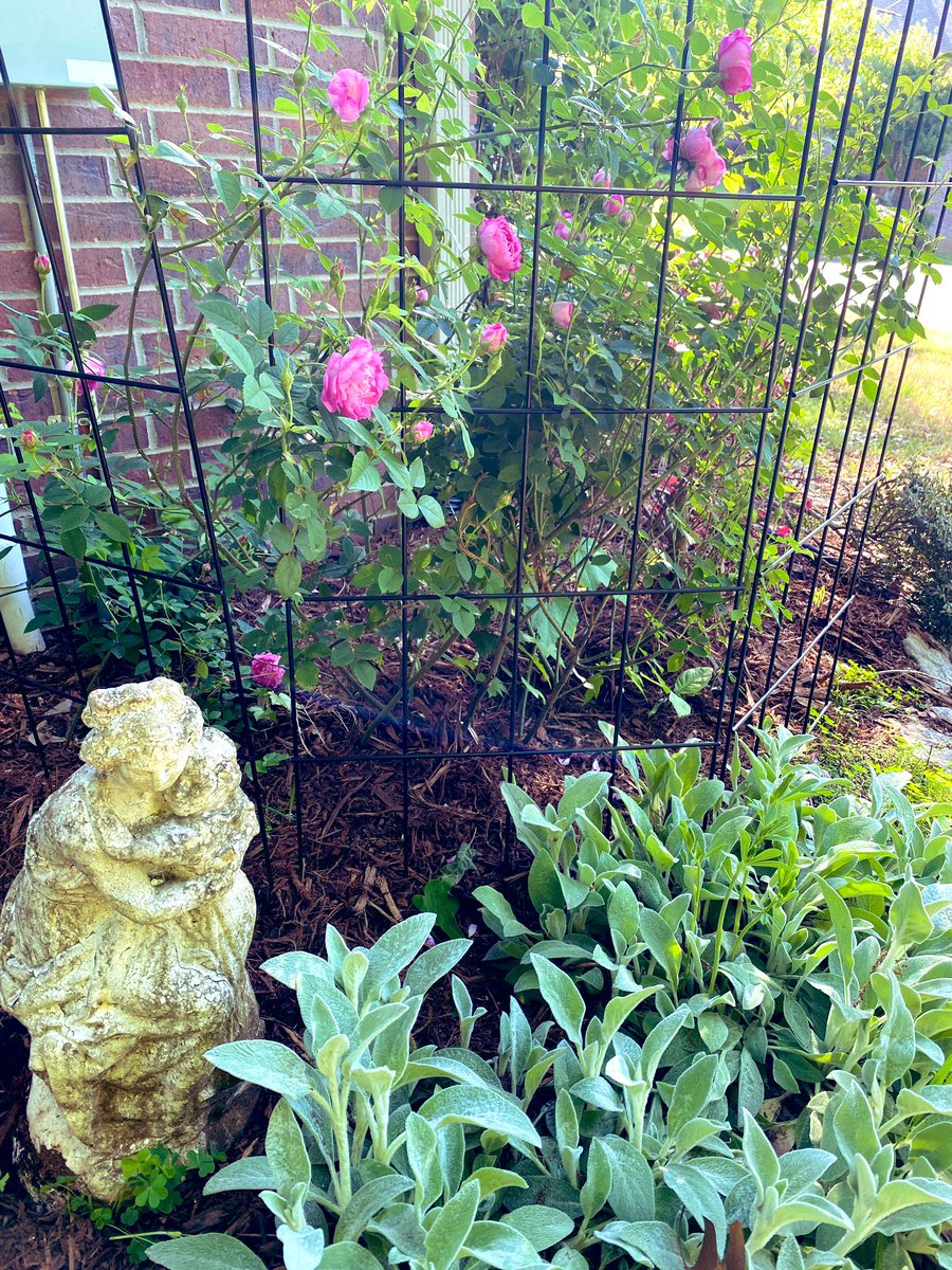 Great grandma’s rambling rose bush is putting on its annual show 👀 #roses #gardening #arkansas #heritage