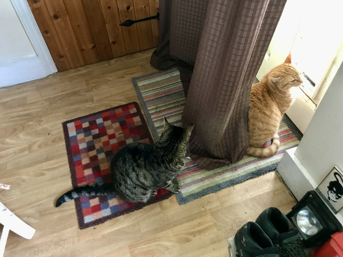 cagmus's tweet image. Not sure if this is queueing or blocking (dark tabby "lives" next door...) #catflap #catsatonthemat #myhouse