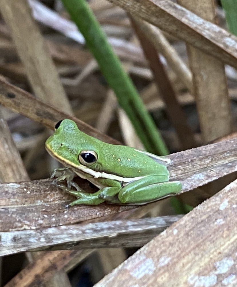 sienna 🦎✨ tweet media