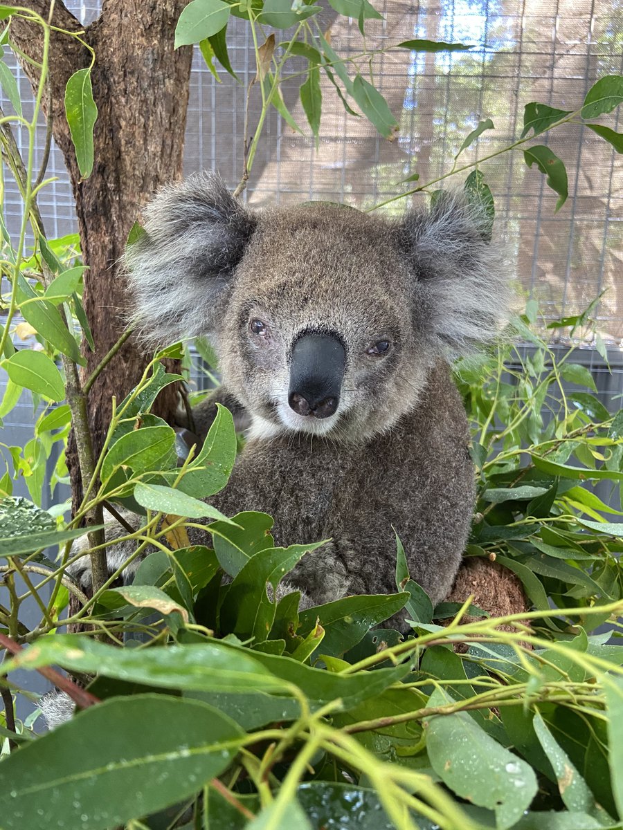 Koala Conservation Australia is hosting the third National Koala Conference 26-28 May. The conference brings together koala specialists from a broad range of fields for three days to hear the latest in koala conservation. eventbrite.com.au/e/3rd-national…