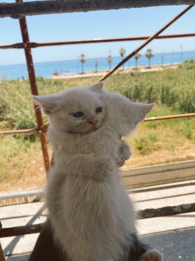 kitkat6175's tweet photo. A warm hug and flowers to all my followers 🤧............... https://t.co/ZzO7i9dMdb