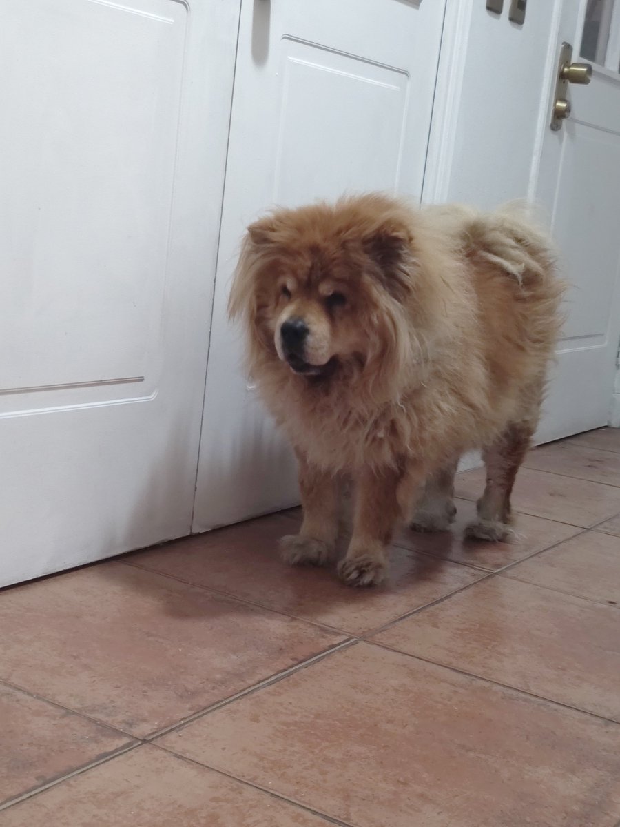 LauriferRd's tweet photo. This lazy ball of fur is Kaya, a 15 y/o chow chow, and the most chill dog in existence. #bellezoo https://t.co/9Kovp5tSfo