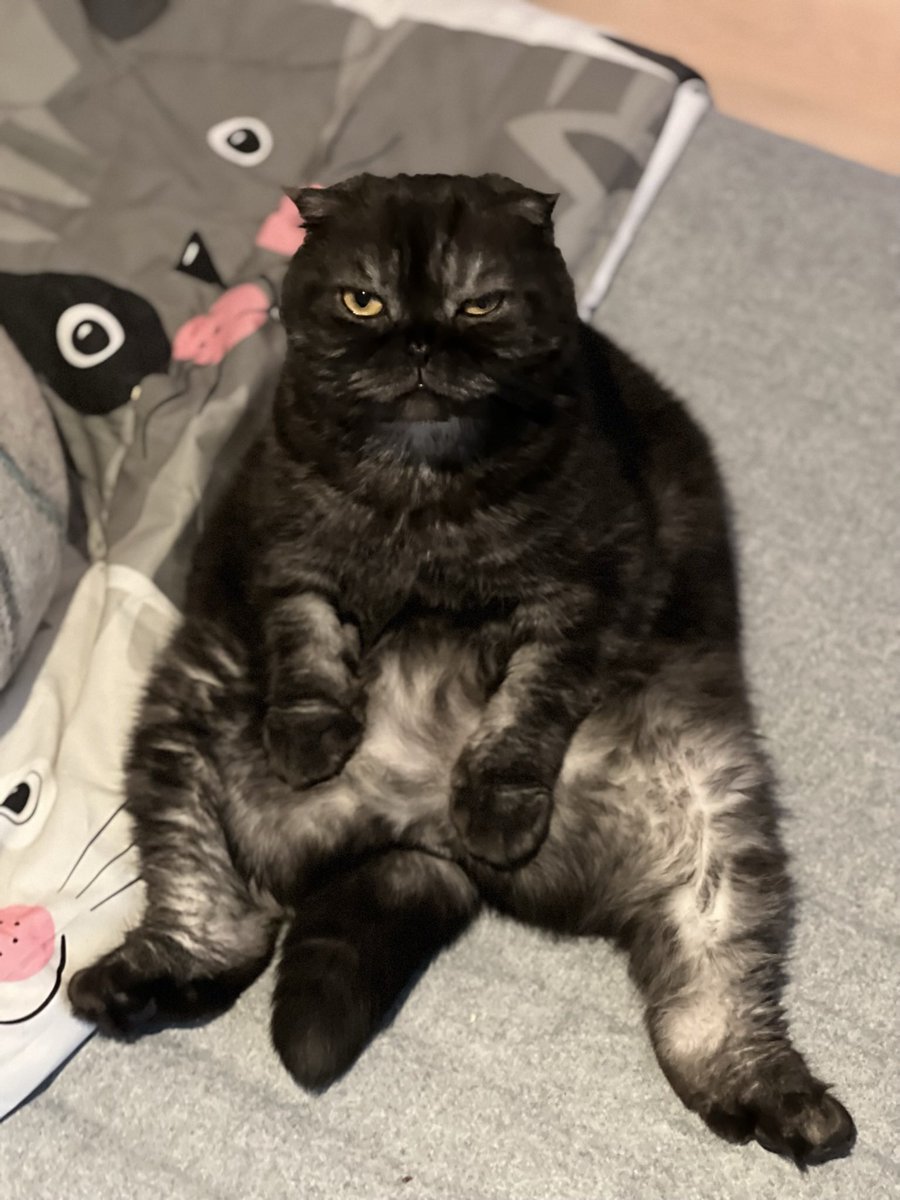 catbutlerdeluxe's tweet image. Cornelius enjoying the high #catnipaddict